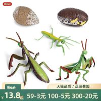 【STCOK】 Simulated Mantis Model Childrens Cognitive Insect Growth Cycle Transformation Toy Gift Science And Education Popularization Ornaments