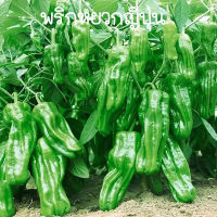 พริกหยวกญี่ปุ่น?ถูกที่สุด10บ.? เมล็ดพันธุ์พริกพริกหยวกญี่ปุ่น 10-60เมล็ด?งอกง่าย โตไว☘️ ผลดกมาก?ทานอร่อย