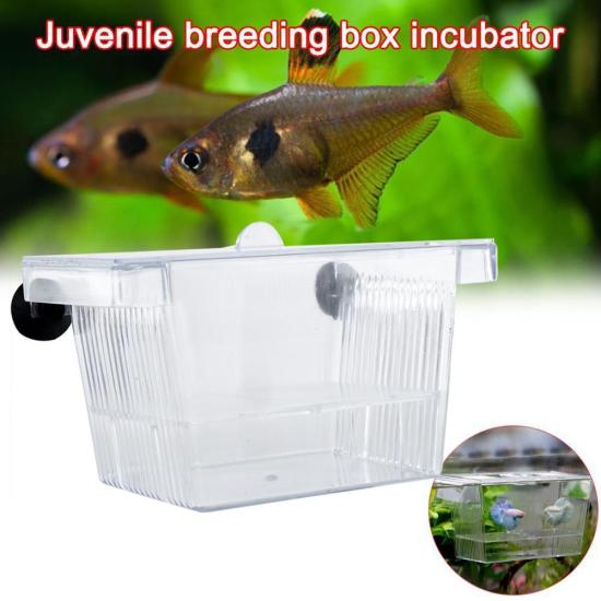 Transparent acrylic fish tank breeding isolation box holder aquarium - ảnh sản phẩm 1