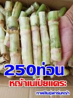 พันธุ์หญ้าเนเปียแคระ (250ท่อน)