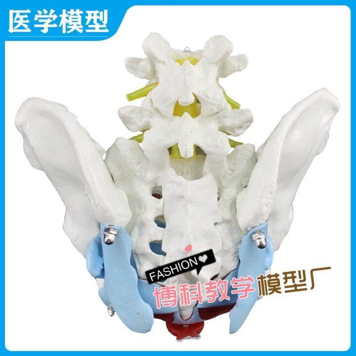 manufacturers-selling-female-pelvis-and-pelvic-floor-muscle-model-pelvis-human-body-skeleton-model-femoral-model