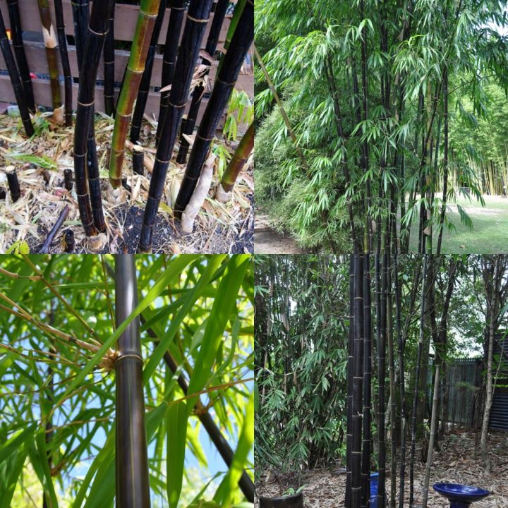 ไผ่ดำ-ไผ่ดำติมอร์-bambusa-lako-สายพันธ์จากประเทศอินโดนีเซีย-สวยงาม-ลำตรง-ดูแลง่าย-ต้นกล้าแข็งแรงพร้อมปลูก