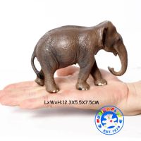 Munich Play - โมเดลสัตว์ Elephant ช้าง เอเชีย ขนาด 12.50 CM (จากหาดใหญ่)