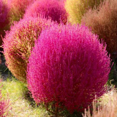 100 เมล็ดพันธุ์ เมล็ด พุ่มไม้เพลิง หญ้ากอเชีย ไซเปรสลูกไฟ Kochia (Kochia scoparia) Seeds อัตราการงอก 80-85%