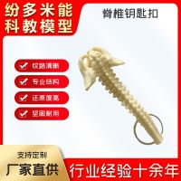 The new model of the human body vertebra key rings small manufacturer wholesale creative animal bones model portable