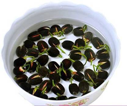 8-เมล็ด-สีชมพู-เมล็ดบัว-บัวญี่ปุ่น-บัวญี่ปุ่นแคระ-เมล็ดเล็ก-ดอกดกทั้งปี-ของแท้-100-lotus-waterlily-seeds-มีคู่มีวิธีปลูก-รหัส-0005