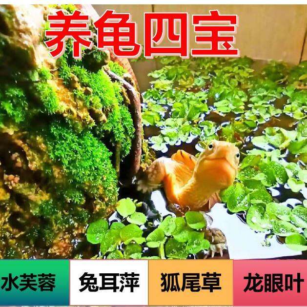 Turtle breeding water duckweed water hibiscus foxtail aquatic plants turtle tank fish pond