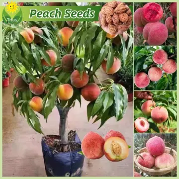 100% Legit Fresh Sweet Peach Seeds for Planting & Gardening (5pcs/pack) Dwarf  Fruit Seeds Peach Tree Seeds Balcony Potted Fruit Tree Live Plants Bonsai  Fruit Plant for Sale Indoor Plants Real Plants