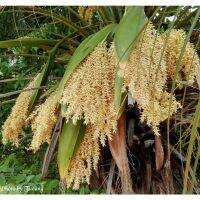 ต้นพันธุ์ ปาล์มสิบสองปันนา Pygmy date palm ไม้ประดับที่แผ่กิ่งก้านที่สวยงาม  ใบสวยงาม เลี้ยงในอาคารได้  199 บาท