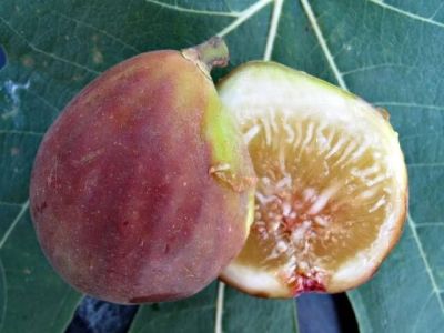 10 เมล็ด เมล็ดมะเดื่อฝรั่ง Figs สายพันธุ์ MysteryX (มาเสตอรี่เอ๊ก) ของแท้ 100% มะเดื่อฝรั่ง หรือ ลูกฟิก (Fig) อัตรางอกสูง 70-80% Figs seeds มีคู่มือวิธีปลูก
