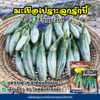 เมล็ดมะเขือเปราะลูกรักบี้ ตราภูเขาทอง ขนาด40กรัมและ2กรัม Eggplant  เมล็ดมะเขือเปราะ เมล็ดพันธุ์มะเขือเปราะ มะเขือเปราะ เมล็ดพันธุ์ผัก