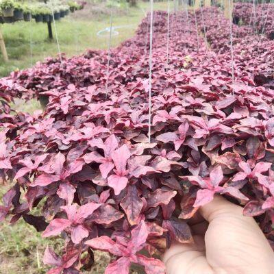 ต้นมณีล้อมเพชรหรือแดงชาลี(Aerva sanguinolenta (L.) Blume.)เป็นไม้มงคล นิยมปลูกเป็นไม้ประดับ ไม้คลุมดิน ชอบแดด ชอบน้ำปานกลาง กระถาง8นิ้วพร้อมไม้แขวน