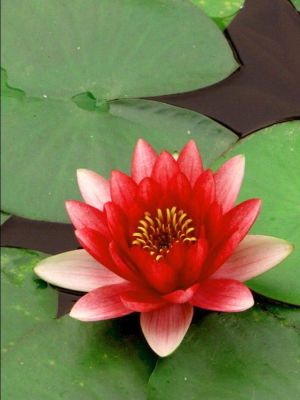 100 เมล็ด เมล็ดบัว ดอกสีแดง เข้ม ดอกเล็ก พันธุ์แคระ จิ๋ว  ของแท้ 100% เมล็ดพันธุ์บัวดอกบัว ปลูกบัว เม็ดบัว สวนบัว บัวอ่าง Lotus Waterlily Seed