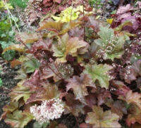 HEUCHERA METALLICA - Heuchera americana 50 seeds Mixed from Australia