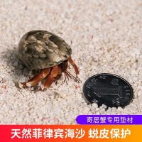 [COD] Hermit crab cushion Philippine sand native shell bark wash-free snail dwelling exotic pet multi-spec