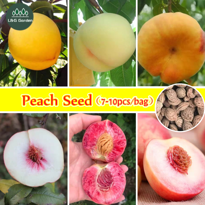 [Fast Germination] Mixed Varieties Peach Tree Seeds for Sale (710seeds
