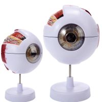 Authentic high-end medical eye simulation teaching human anatomy of the eye beads senses stereo eyeball structure model