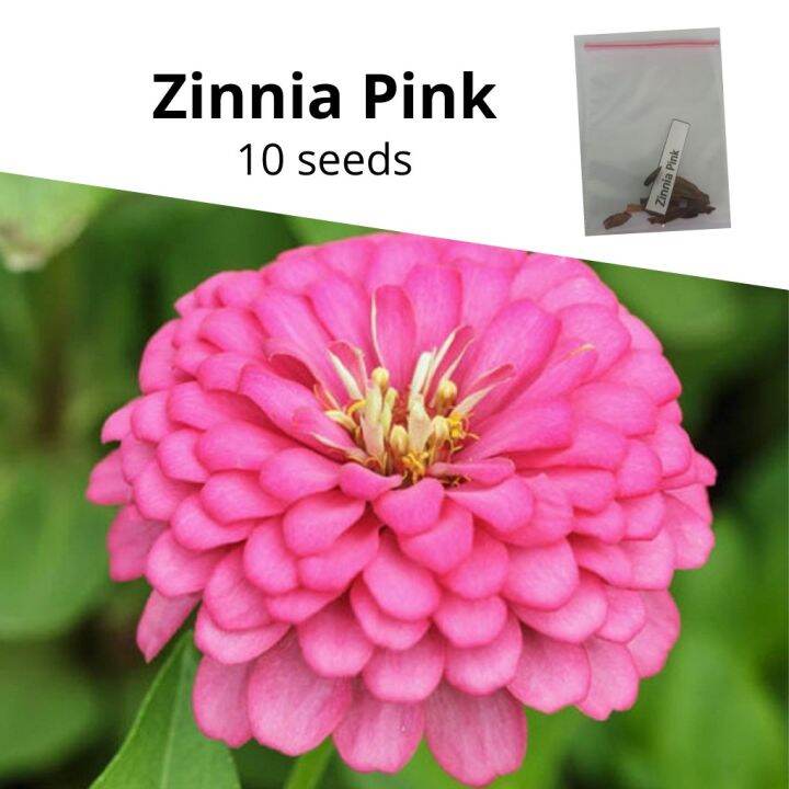 Zinnia Pink Flower Seeds Lazada PH