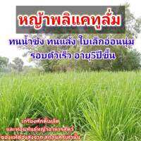 #เมล็ดหญ้าพลิแคทูลั่ม 1 กก. รับประกันการงอก  #หญ้าพลิแคทูลั่ม #พลิแคทูลั่ม #Paspalum Plicatulum #เกรียงศักดิ์เมล็ดและท่อนพันธุ์หญ้าอาหารสัตว์