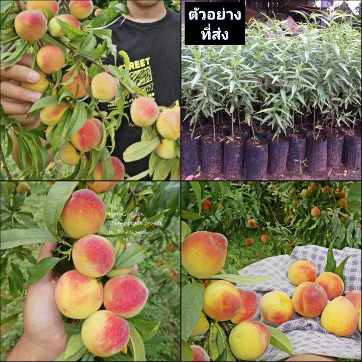 (1ต้น) ต้น ลูกพีช โอเฮนรี่ O Henry Peaches ต้นลูกพีช / พิสุทธิ์