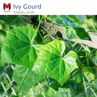 เมล็ดยอดตำลึง Ivy Gourd พืชผักสมุนไพร แตกยอดเร็ว (200เมล็ด)