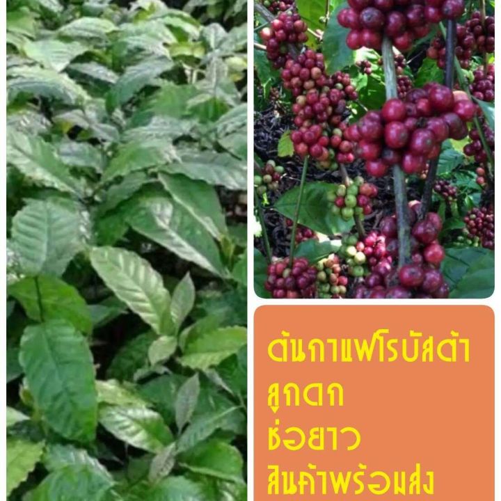 ต้นกาแฟโรบัสต้าพันธุ์ชุมพร84-4-ต้นพันธุ์กาแฟ-ก้านยาว-ผลดก-ให้ผลผลิตใว-ต้นสูง60-70cm-3ต้น-1ชุด