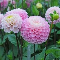 เมล็ดพันธุ์ dahlia pinnata pompon 30 เมล็ด เมล็ดพันธุ์นำเข้าจาก อังกฤษ