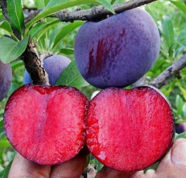 Outdoor plum tree seeds Rose plum New varieties Prune Red honeybee