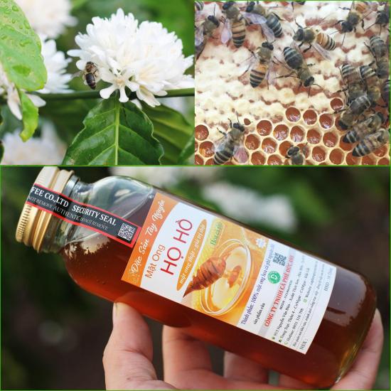 Hcmmật ong hoa cà phê nguyên chất - mật ong họ hồ - chai thủy tinh 420gr - ảnh sản phẩm 4
