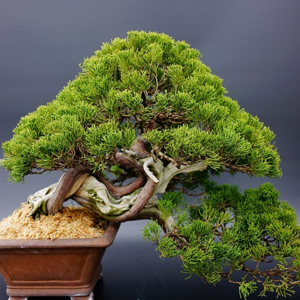 20pcs Japanese White Pine Pinus Parviflora Green Plants Tree Bonsai Seeds Set 