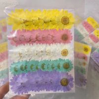 60pcs 2-4cm Pressed Dried Rainbow Chrysanthemum Paludosum Flower For Wedding Party Jewelry Phone Case Lampshade Candle Art DIY