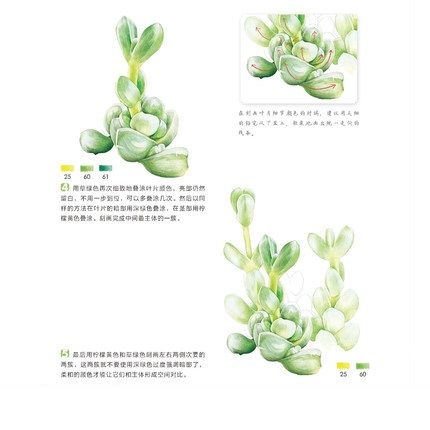 ดินสอจีนสมุดวาดเขียน38ชนิด-succulent-พืชดินสอสีวาดรูปหนังสือศิลปะสำหรับวาดรูป-tutorial-art-book
