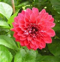 1 หัว/ออเดอร์ รักเร่ Dahlia rhizome สายพันธุ์ Ruby Foss หัวรักเร่ ดอกไม้ หัวหน่อ เหง้า นำเข้า เนเธอร์แลน หัวสดใหม่