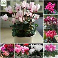 เมล็ดพันธุ์ ไซคลาเมน บอนสี Mixed Cyclamen Seeds Rabbit Ear Flower Seeds for Planting Flowers ต้นดอกไม้สวยๆ ต้นไม้ประดับ ดอกไม้จริง ต้นไม้ฟอกอากาศ เมล็ดดอกไม้ บอนไซ ไม้ดอก ต้นไม้มงคล เมล็ดบอนสี แต่งสวน บอนสีราคาถูก ปลูกง่าย ปลูกได้ทั่วไทย (บรรจุ 300 เมล็ด)