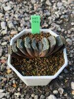 Haworthia Hybird Thailand (ส่งทั้งกระถาง) ไม้อวบน้ำ ต้นไม้ประดับ ไม้ต่างประเทศ  Suculnt HAT01-024