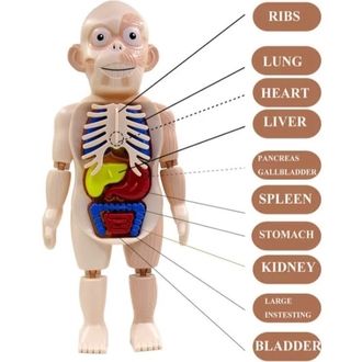 human-body-ของเล่นโมเดลมนุษย์จำลอง-อวัยวะชิ้นส่วนสามารถถอดประกอบได้