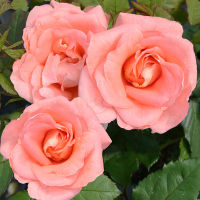 20 เมล็ด กุหลาบ นำเข้า Renaissance Rose Seeds สายพันธุ์ Matilda ดอกไม้สีส้มโอรส