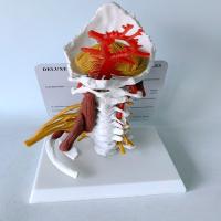 Package mail adult cervical vertebra with neuromuscular skeletal model teaching medical present 18 x14x25cm