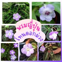 พรมญี่ปุ่น "โทนดอกสีม่วง" (purple flower tone) สีดอกตามหาสวยละมุน แปลกใหม่ พันธ์หายาก มีหลากหลายแบบ  (กระถาง 3 นิ้ว)