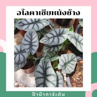 ( PRO+++ ) โปรแน่น.. อโลคาเซีย หนังช้าง ซิลเวอร์ดราก้อน alocasia silver dragon &amp; Alocasia Nebula มาในกระถางพร้อมตั้ง ราคาสุดคุ้ม พรรณ ไม้ น้ำ พรรณ ไม้ ทุก ชนิด พรรณ ไม้ น้ำ สวยงาม พรรณ ไม้ มงคล