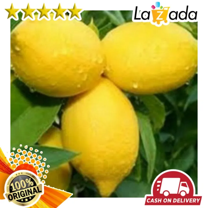 Bibit Tanaman Buah Jeruk Lemon Import 60 Cm Lazada Indonesia