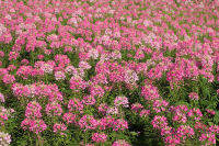 เมล็ดดอก เสี้ยนฝรั่ง (Cleome) คละสี  45 เมล็ด  ซองละ 29 บาท  เสี้ยนฝรั่งต้นสูง ช่อดอกมีขนาดใหญ่