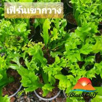 เฟิร์นเขากวาง blackcliffgarden ไม้ใบ ไม้ในร่ม