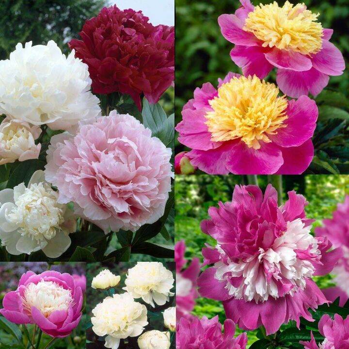 10-เมล็ด-เมล็ดโบตั๋น-ดอกโบตั๋น-ดอกพีโอนี-peony-คละสี-ดอกไม้นี้-เป็นสัญลักษณ์ของความมั่งคั่งร่ำรวย-ความซื่อสัตย์-อัตราการงอก-70-80