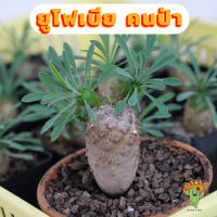 Beepees cactus กระบองเพชร แคคตัส succulent ยูโฟเบีย คนป่า Euphorbia Japonica กระถาง 2 นิ้ว จัดส่งล้างราก