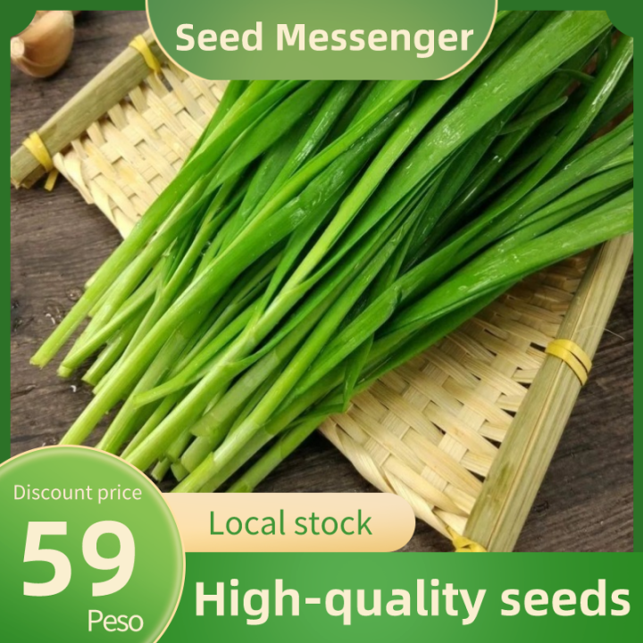 Chives Seed 300 Seeds Easy To Grow Organic Broad Leaf Chives Seeds