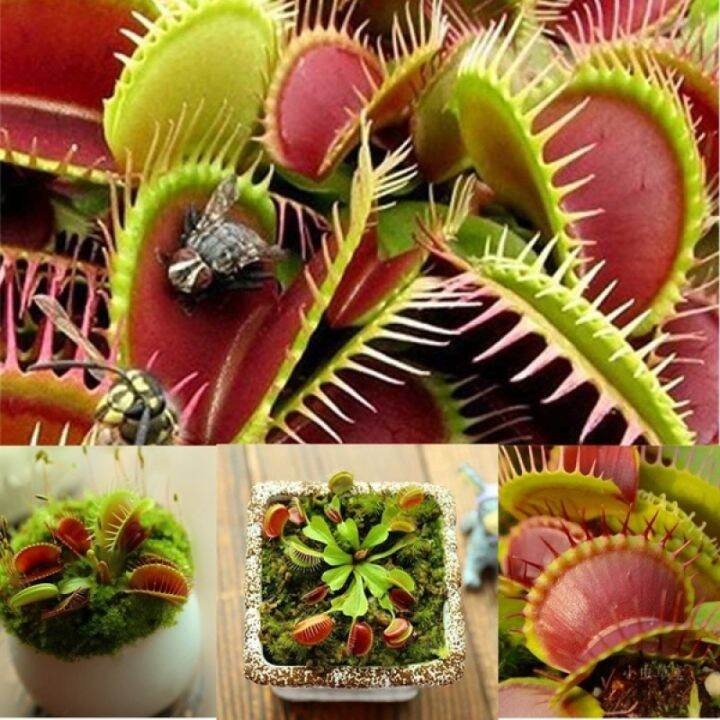[Fast Germination] Venus Flytrap Seeds for Planting Potted Rare