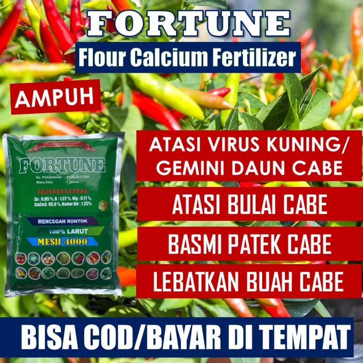 Pupuk Cabe Terbaik Kg Fortune Obat Tanaman Cabe Daun Keriting Fortune Fungisida Obat Layu