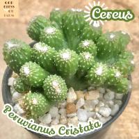 [หยกนำโชค] Cereus Peruvianus Cristata ส่งพร้อมกระถาง แคคตัส Cactus Succulent Haworthia Euphorbia ไม้หายาก พืชอวบน้ำ ไม้หนาม ไม้ทะเลทราย กระบองเพชร