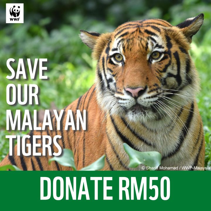 Donate Rm50 to Help Save Our Malayan Tigers - WWF Malaysia | Lazada
